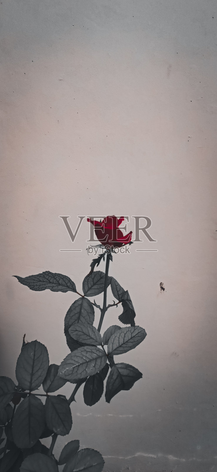 玫瑰照片摄影图片