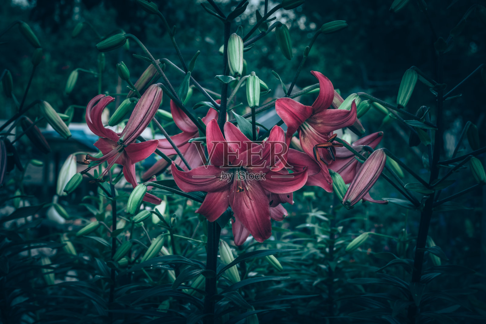 紫色百合花的戏剧性效果照片摄影图片