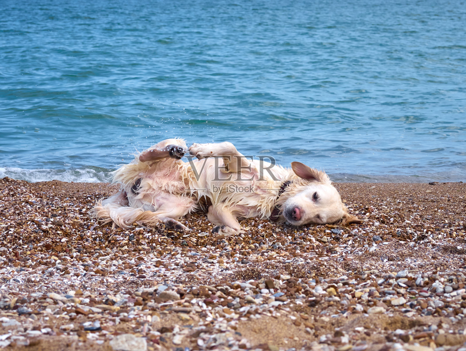 沙滩上的白色猎犬照片摄影图片