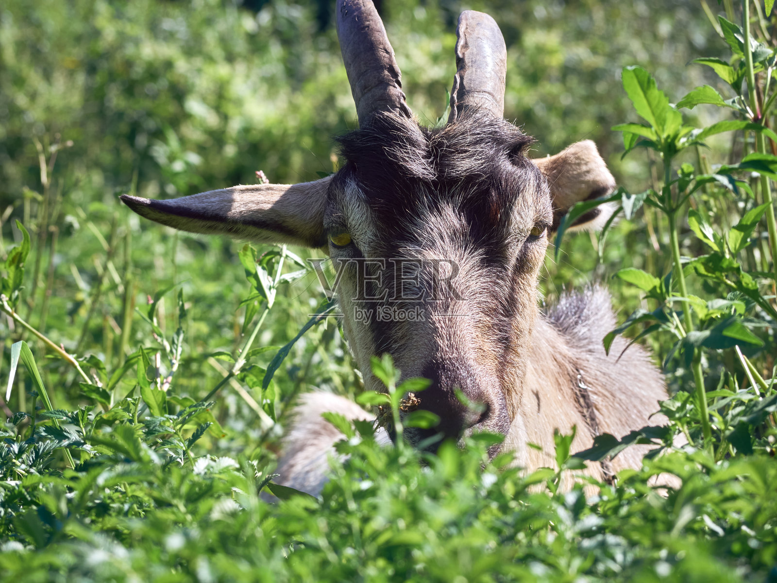 有角的山羊照片摄影图片