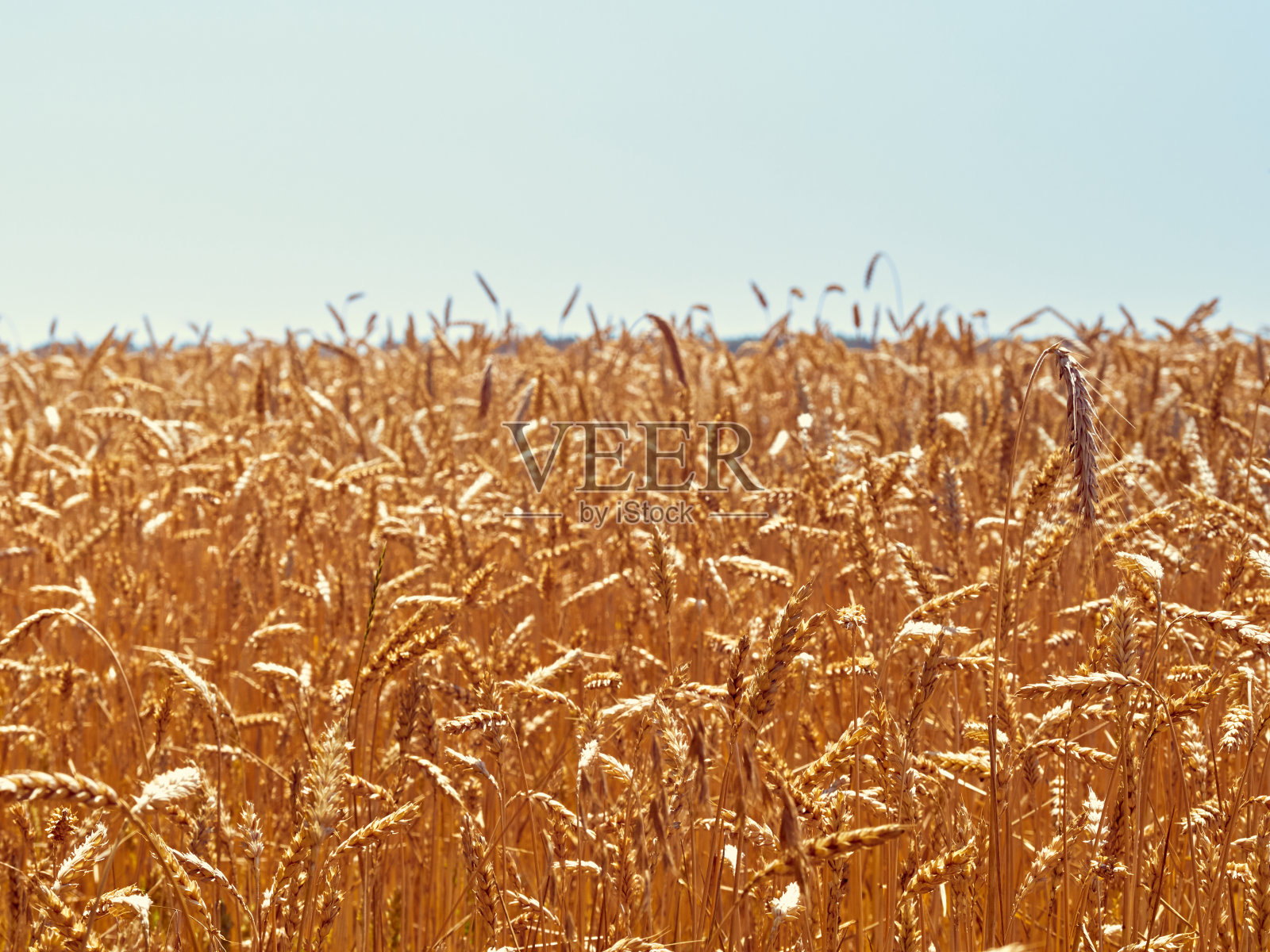 在阳光明媚的日子里，麦田里有小麦。照片摄影图片