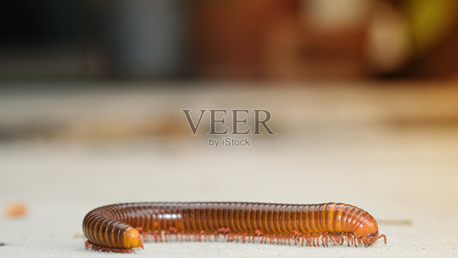 大千足虫多腿滚动身体在混凝土地板上行走。长种动物变焦面呈棕色，色泽温暖。照片摄影图片