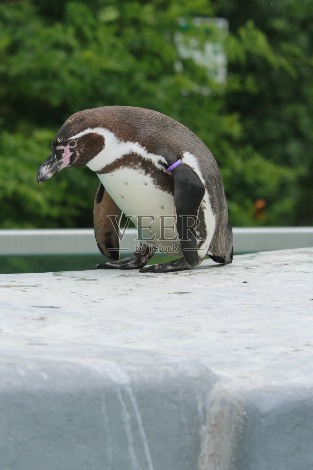 动物园里有趣的企鹅照片摄影图片