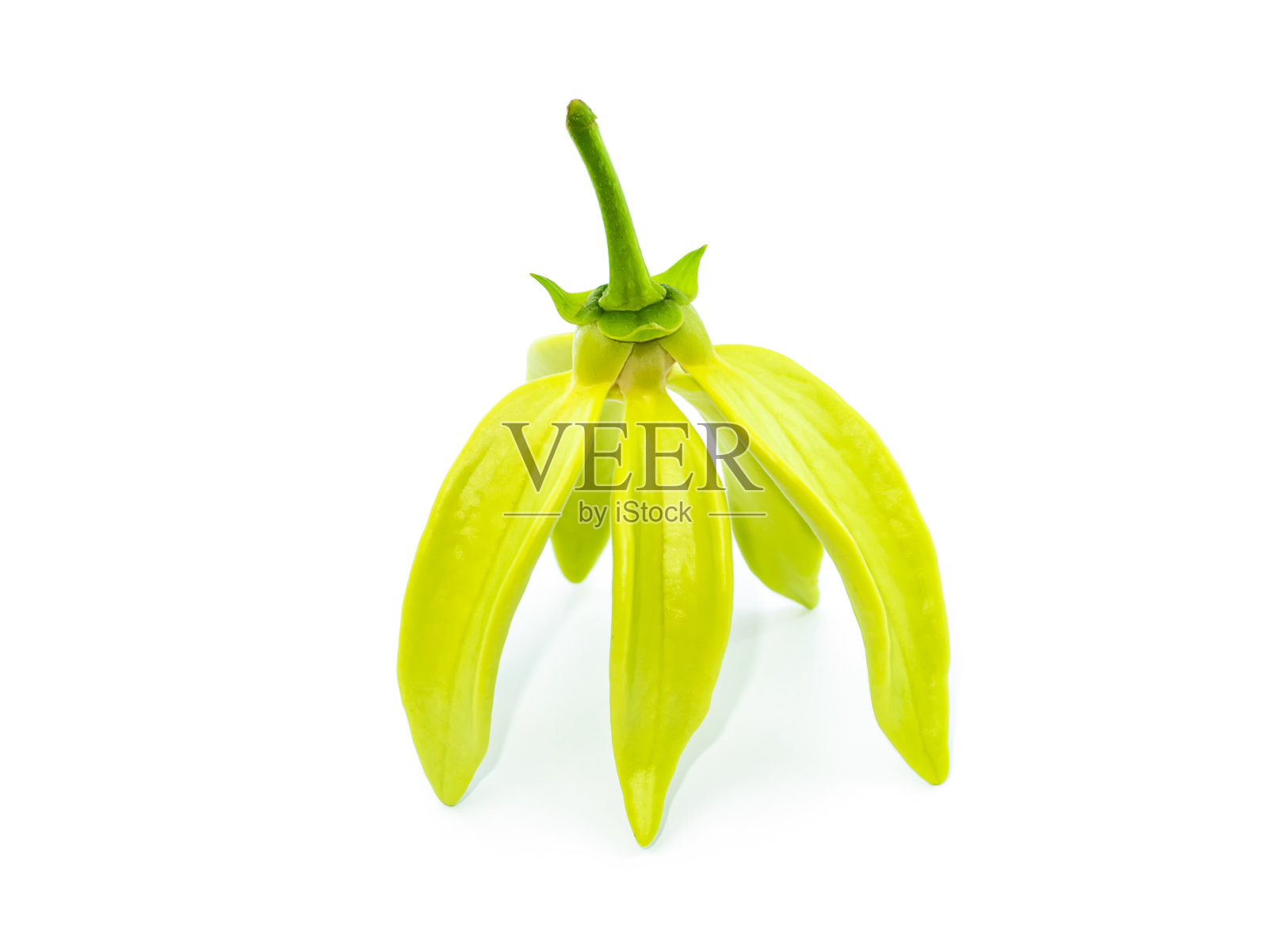 依兰的香花照片摄影图片