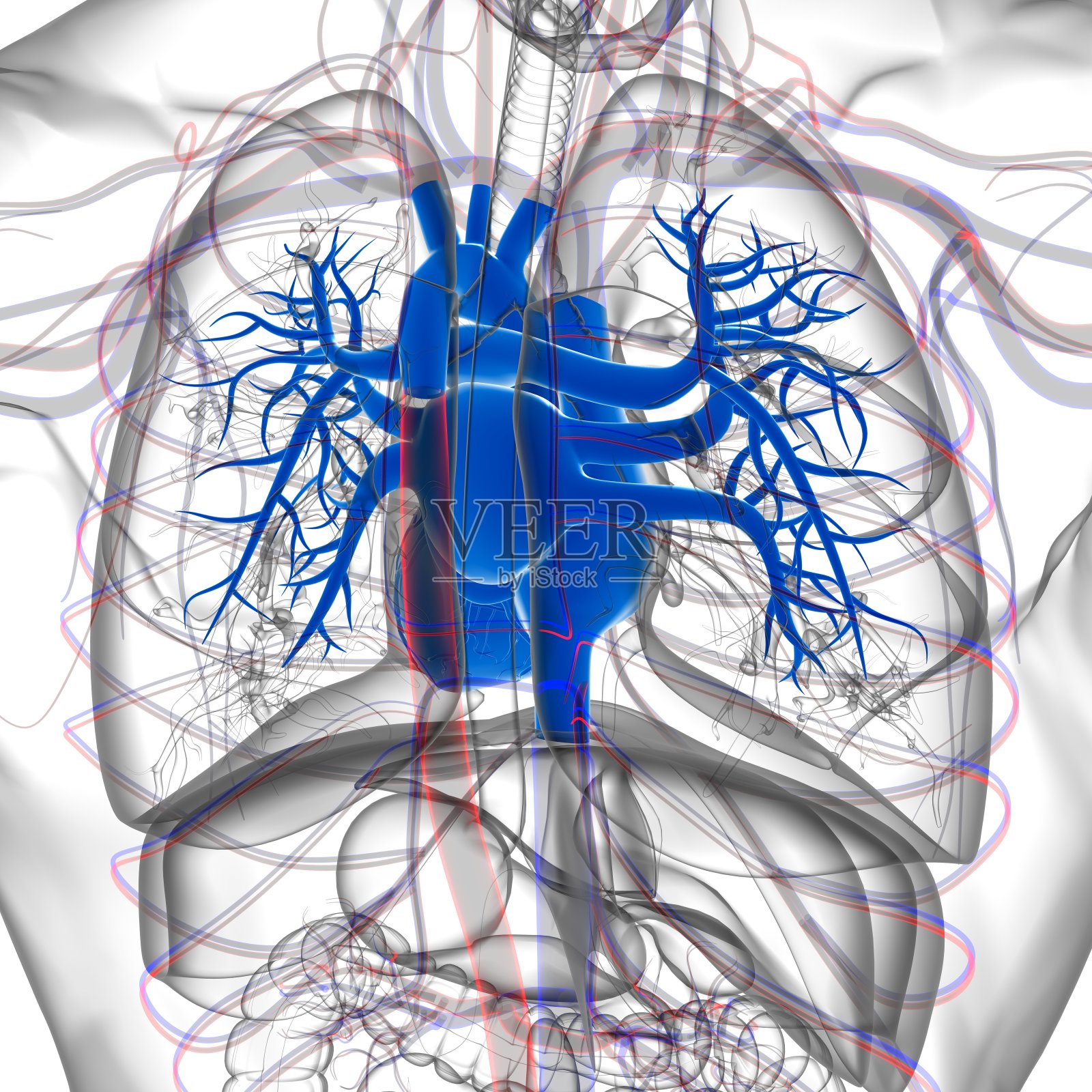 用于医学概念三维绘制的人体心脏解剖照片摄影图片