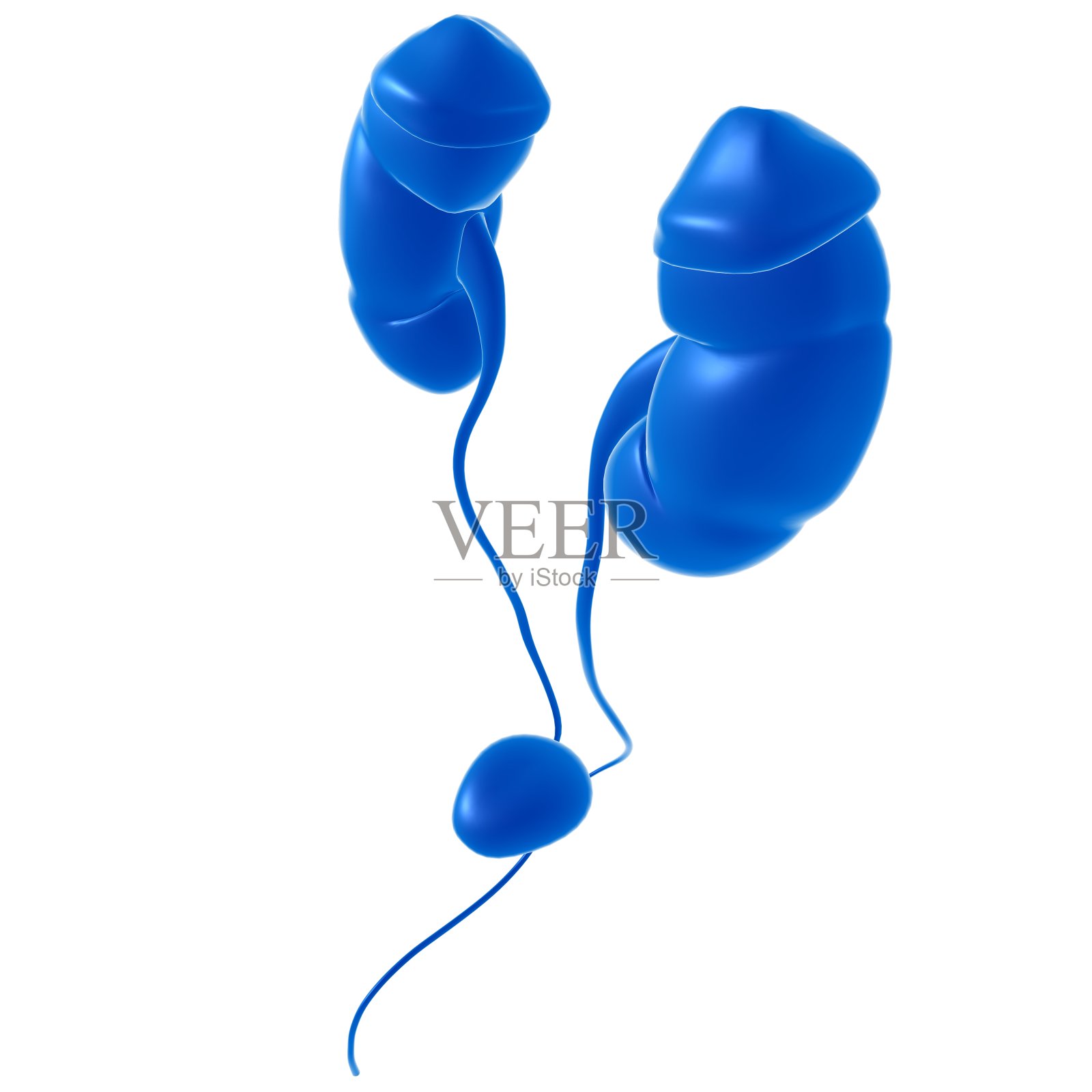 人体泌尿系统肾脏与膀胱解剖学的医学概念3D渲染照片摄影图片