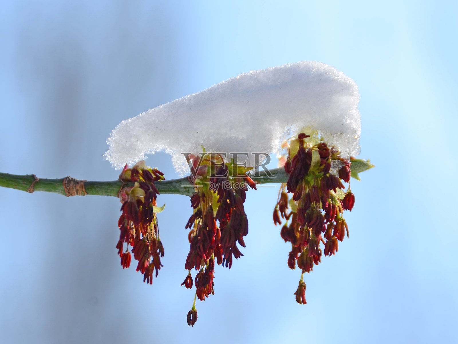 树枝上有雪。冬末春初。照片摄影图片