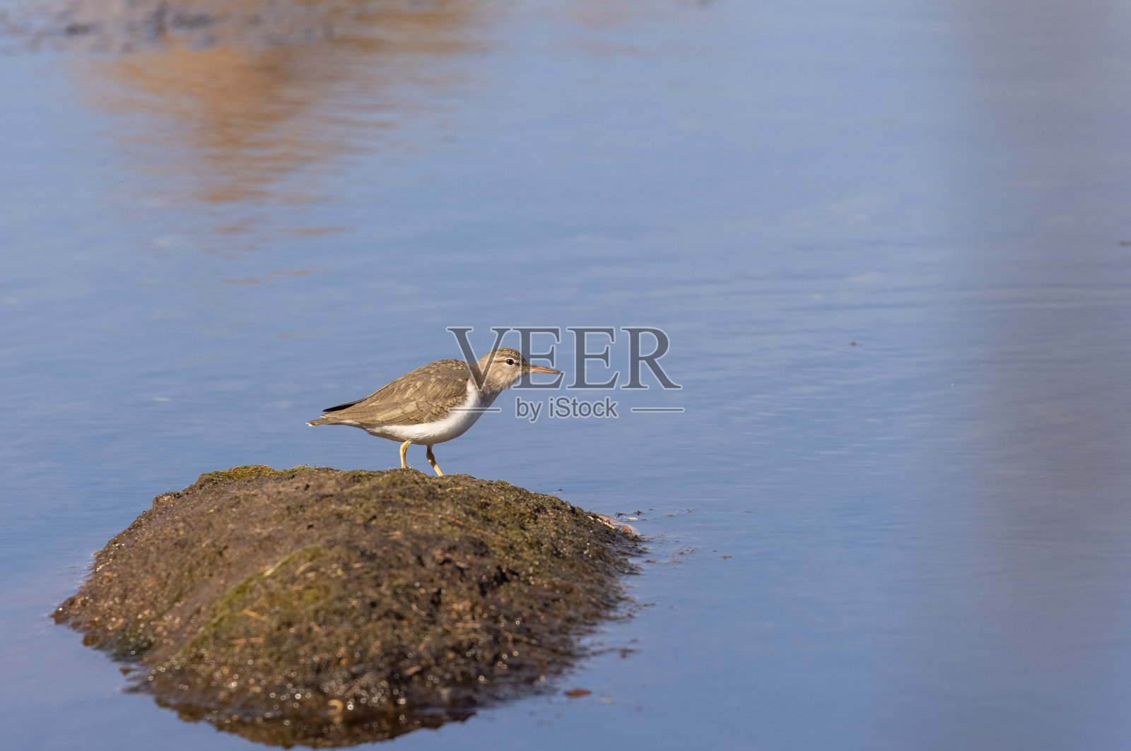 鹬在亚利桑那州照片摄影图片
