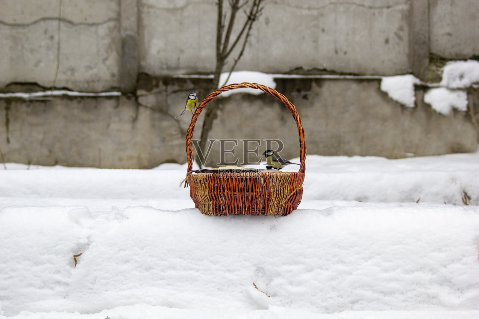山雀在柳条篮子上，映衬着白雪覆盖的花园照片摄影图片