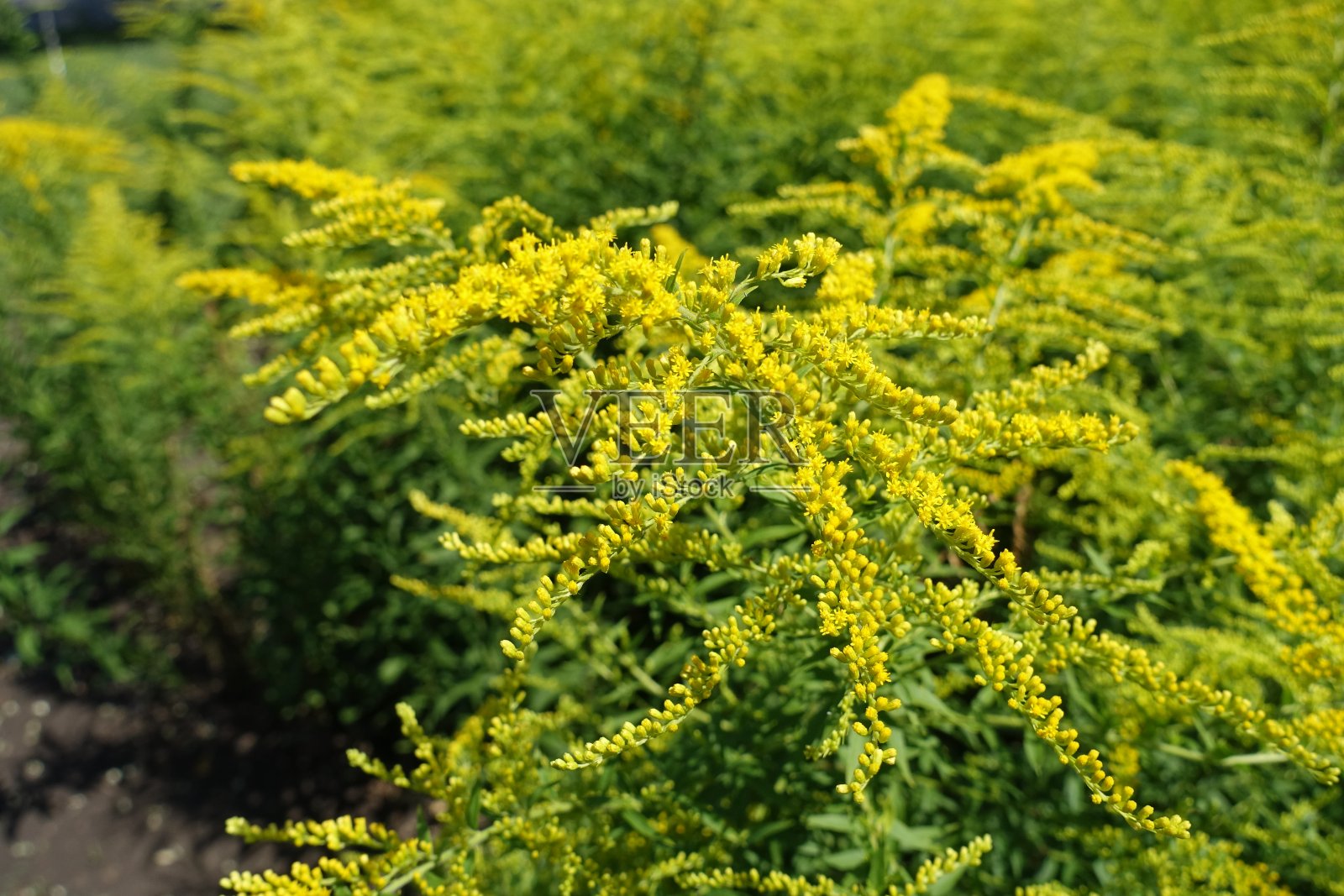 加拿大一枝黄花八月开花详情照片摄影图片