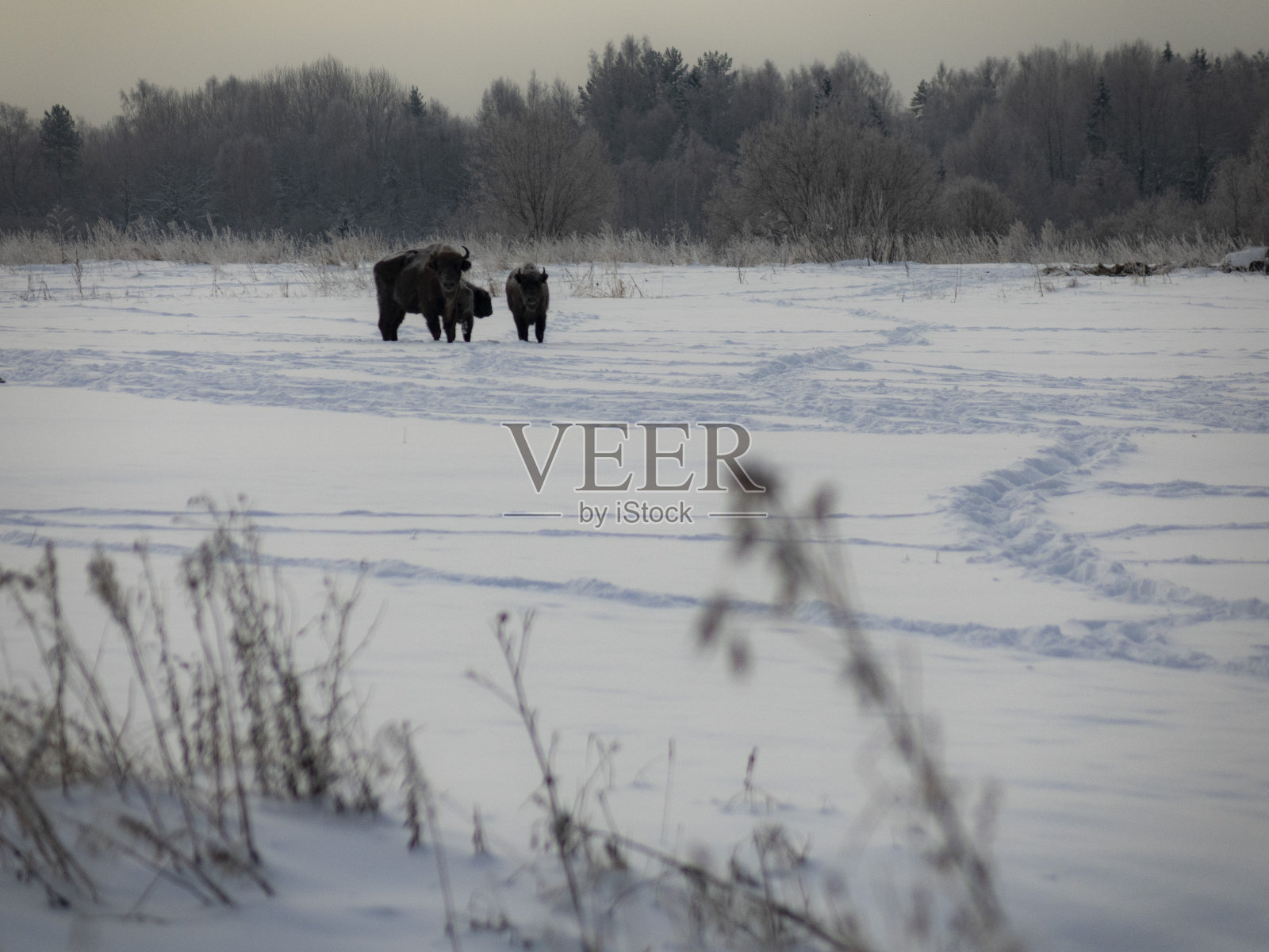 冬天在野外的欧洲野牛。冬天的野生动物。照片摄影图片