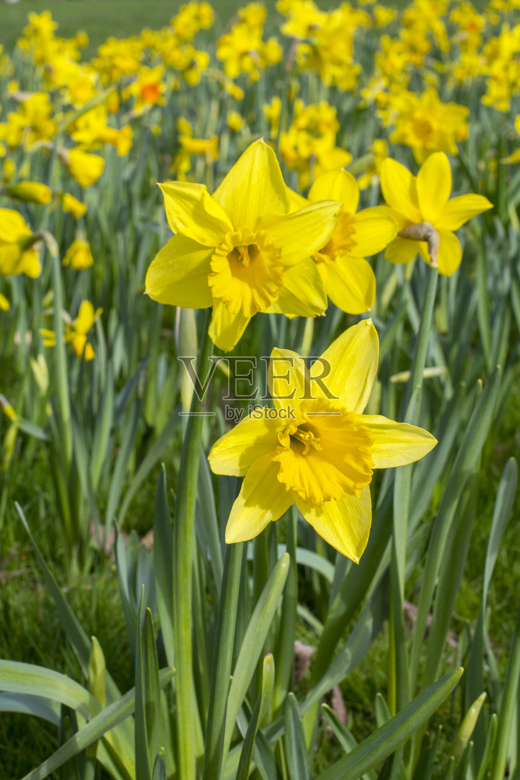 美丽的黄色水仙花在夏天盛开。春日黄花满地的草地照片摄影图片