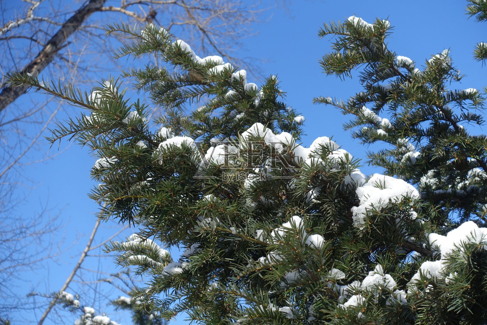 二月里，晴空万里，紫杉的枝桠上覆盖着积雪照片摄影图片