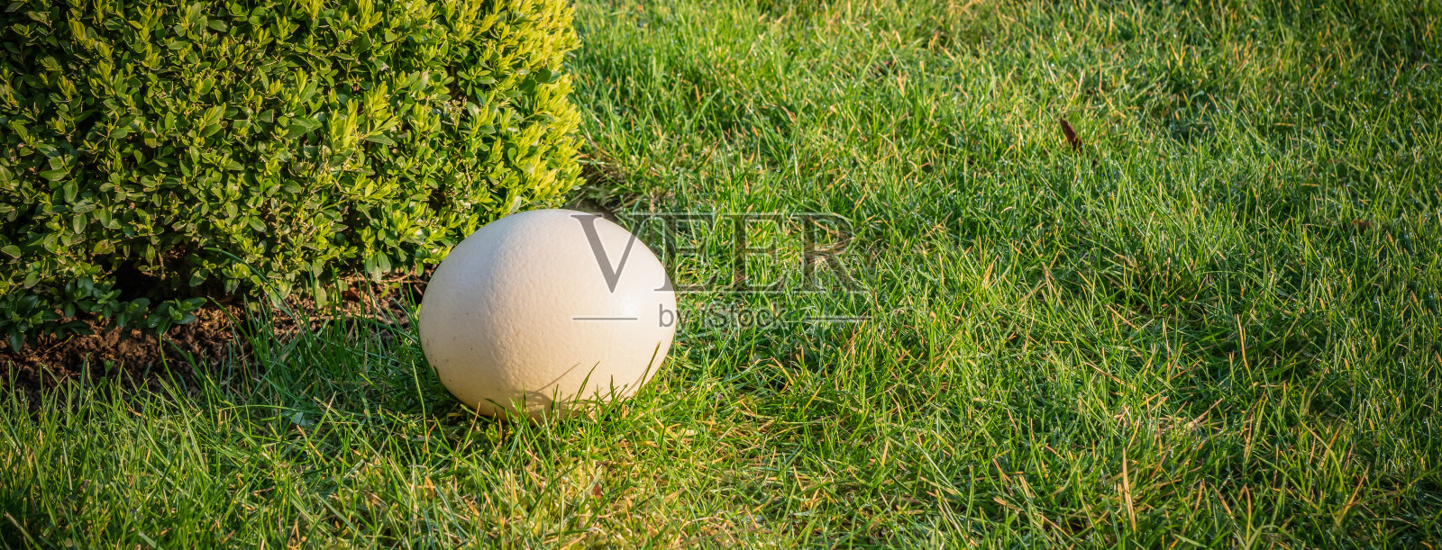 复活节彩蛋藏在花园附近的草丛中。照片摄影图片