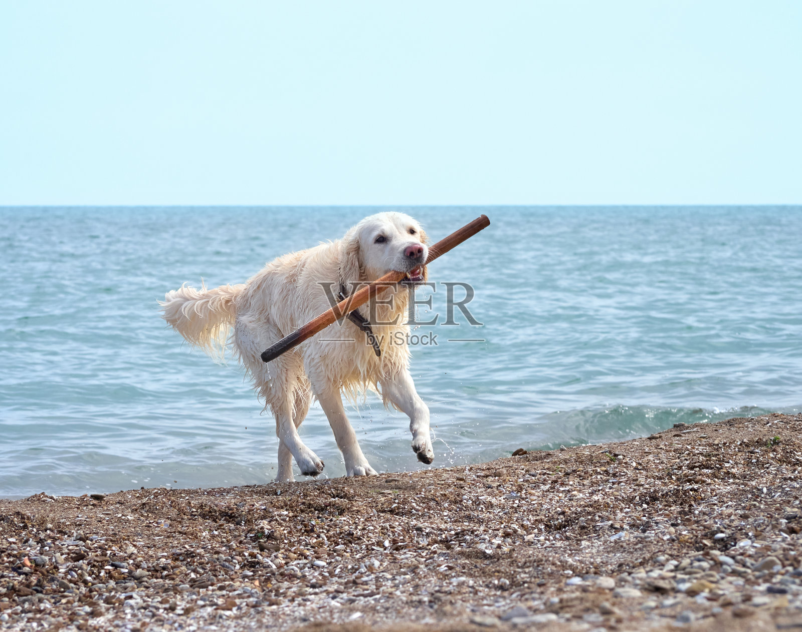沙滩上的白色猎犬照片摄影图片