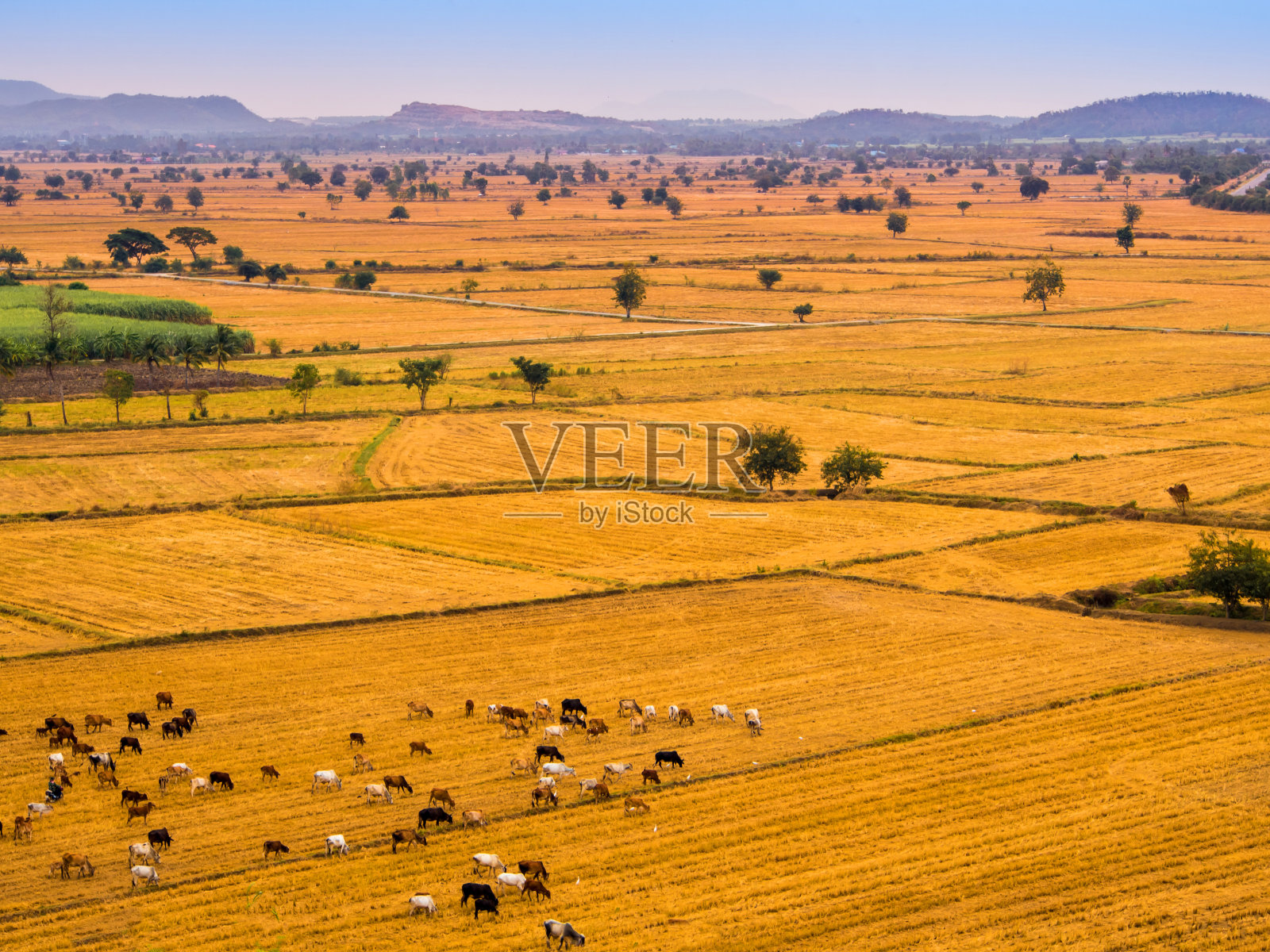 草原上的牛群是家畜照片摄影图片