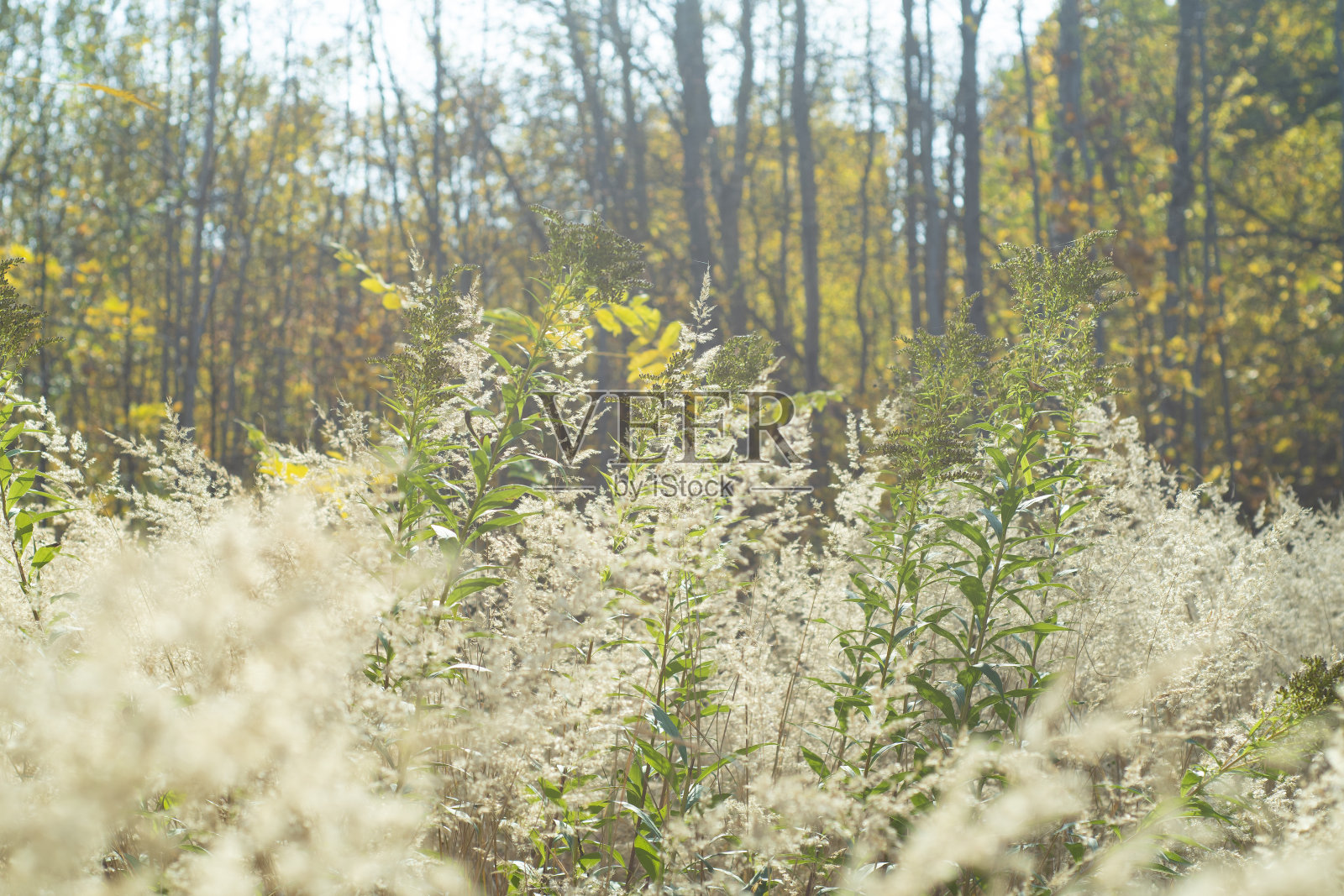 林中空地森林中长满高草的小空地，四周都是树田园背景与秋季景观色调为金色调。照片摄影图片