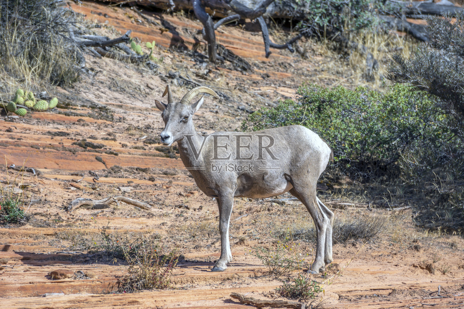美洲山羊，照片摄影图片