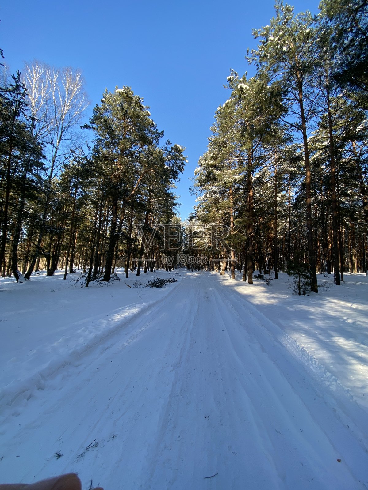 松林被雪覆盖着照片摄影图片