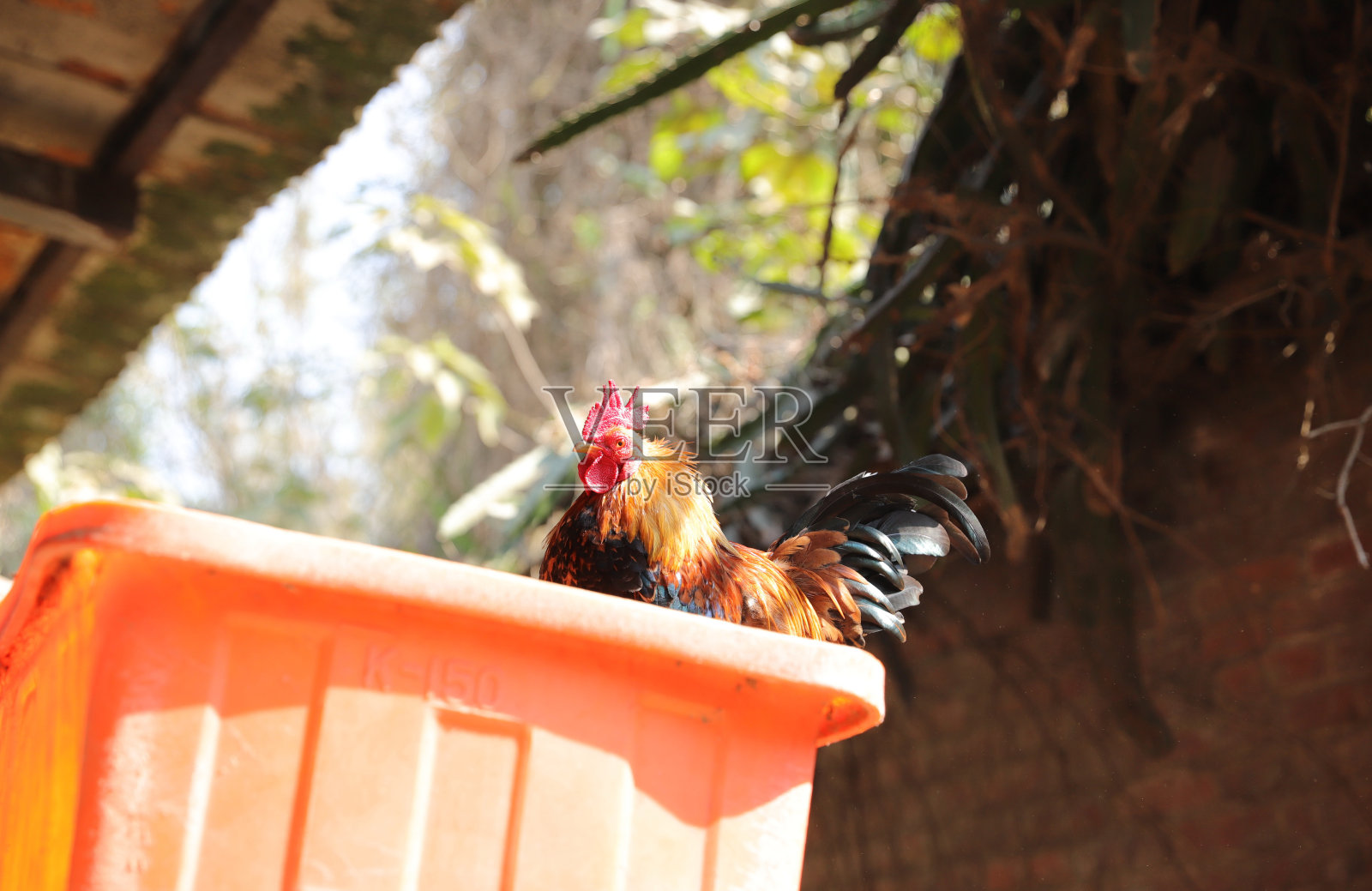 砖墙前的鸡照片摄影图片