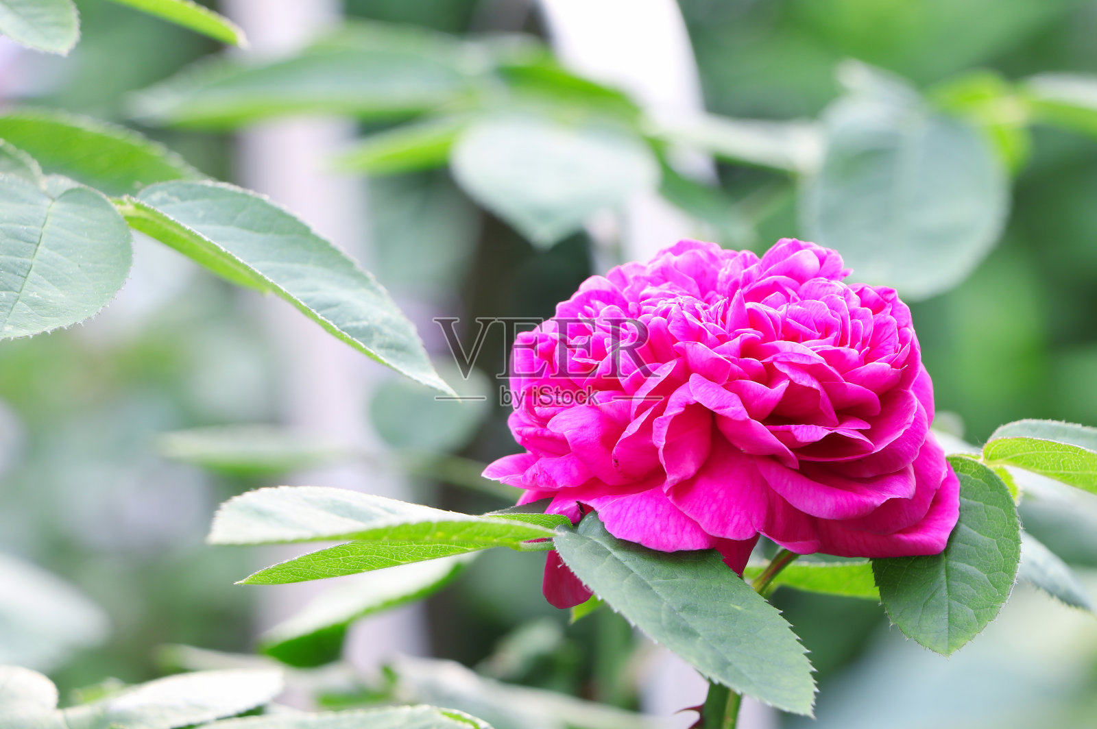花园里有粉红色的玫瑰。粉红色的玫瑰花。盛开的玫瑰。玫瑰开花照片摄影图片