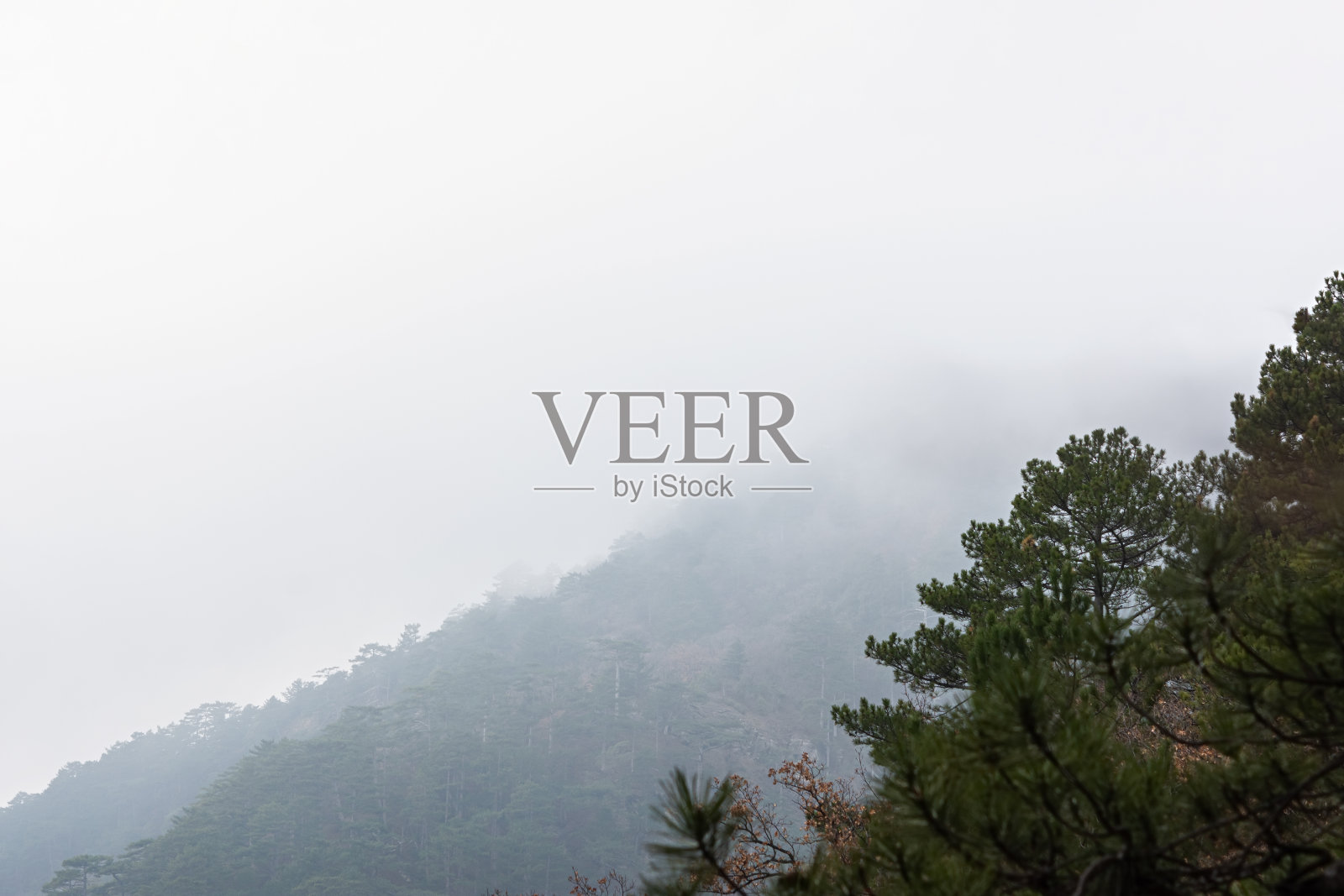 针叶林、山、雾。神秘阴暗的景观。山上覆盖着坚实的云层。照片摄影图片