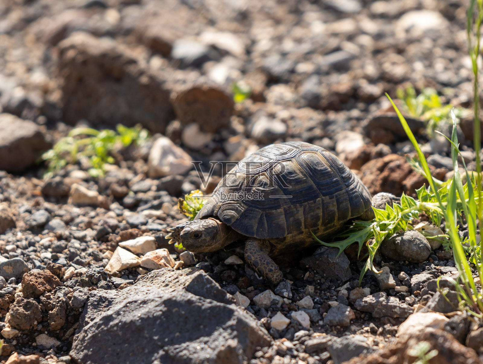 清晨，以色列北部戈兰高地森林中，一只小土龟在岩石地面上爬行照片摄影图片
