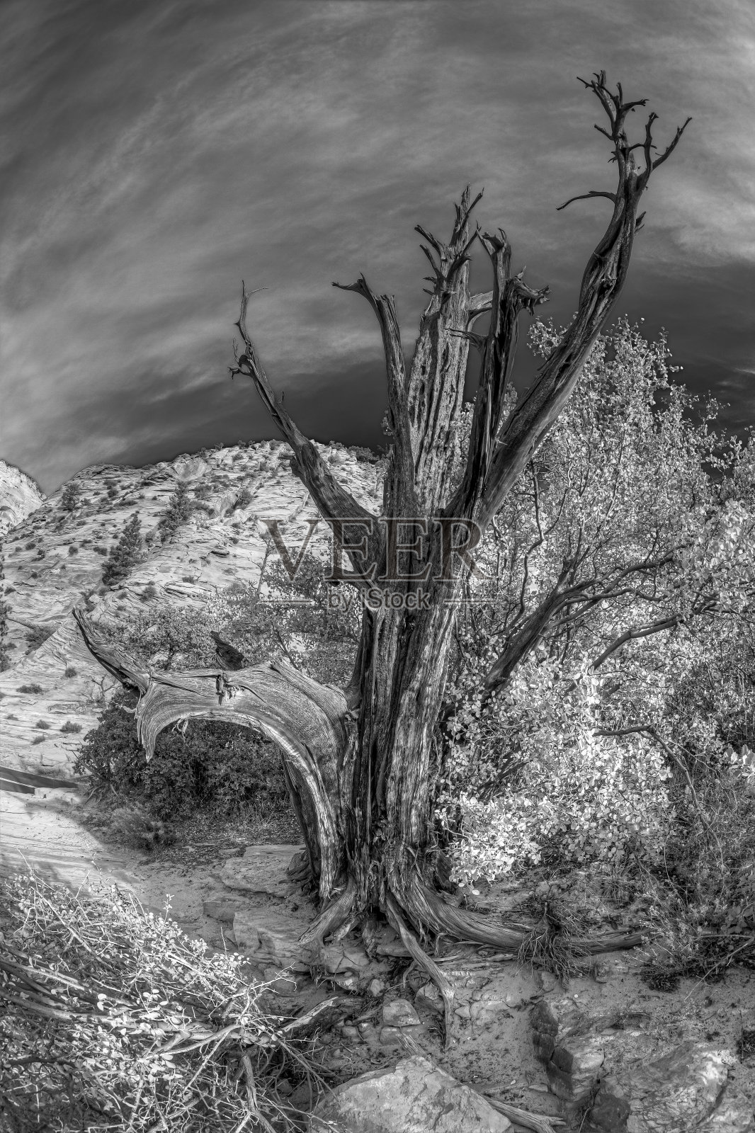 锡安国家公园照片摄影图片