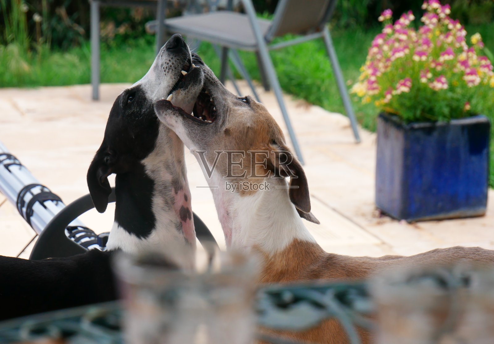 两个黑色灰狗一起玩耍的肖像照片摄影图片