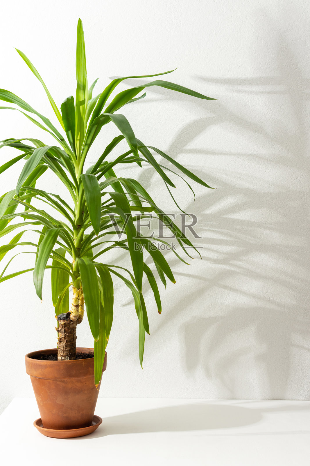 白墙背景上的丝兰花和阴影照片摄影图片