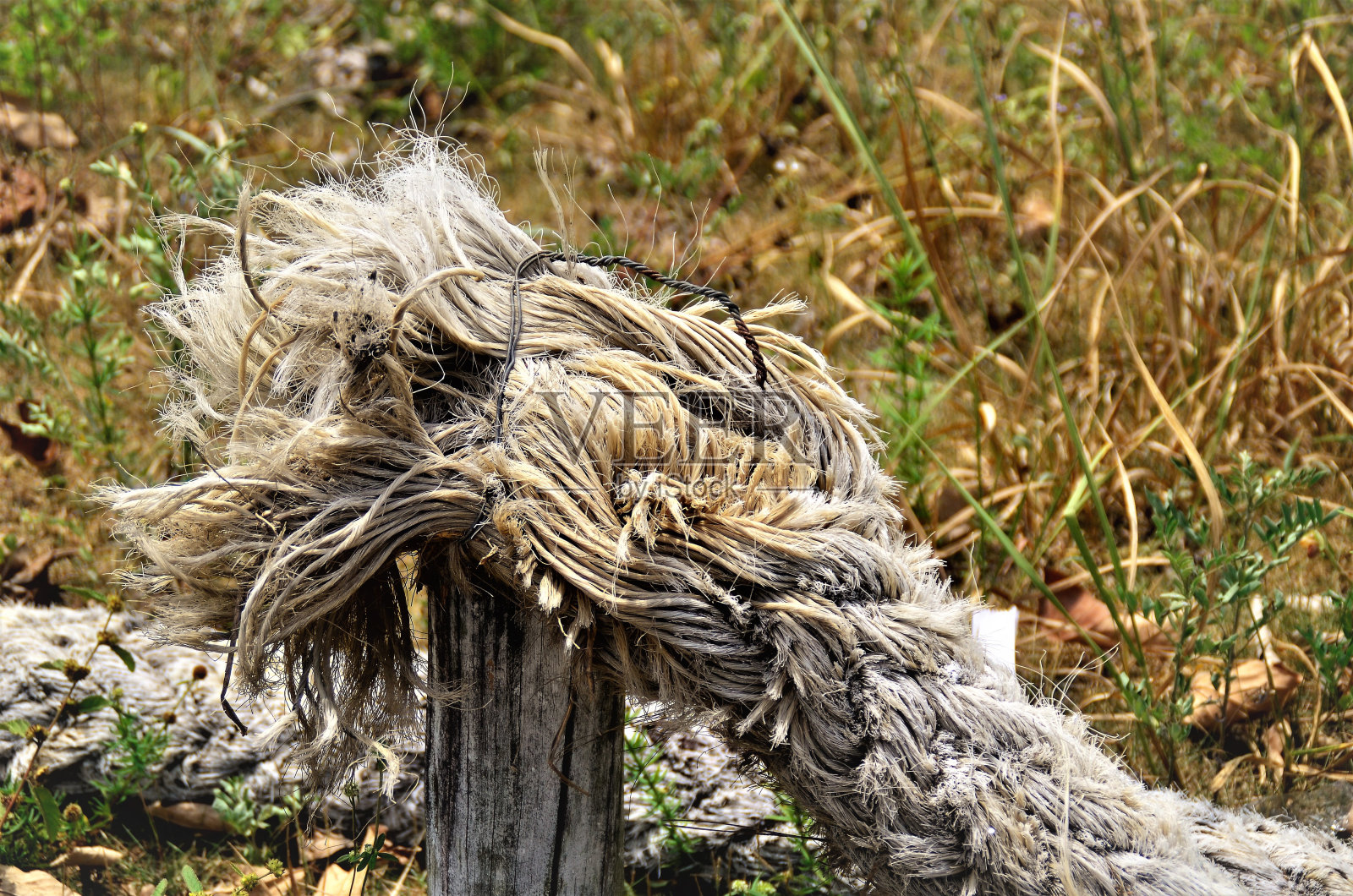 细绳系在树干上照片摄影图片