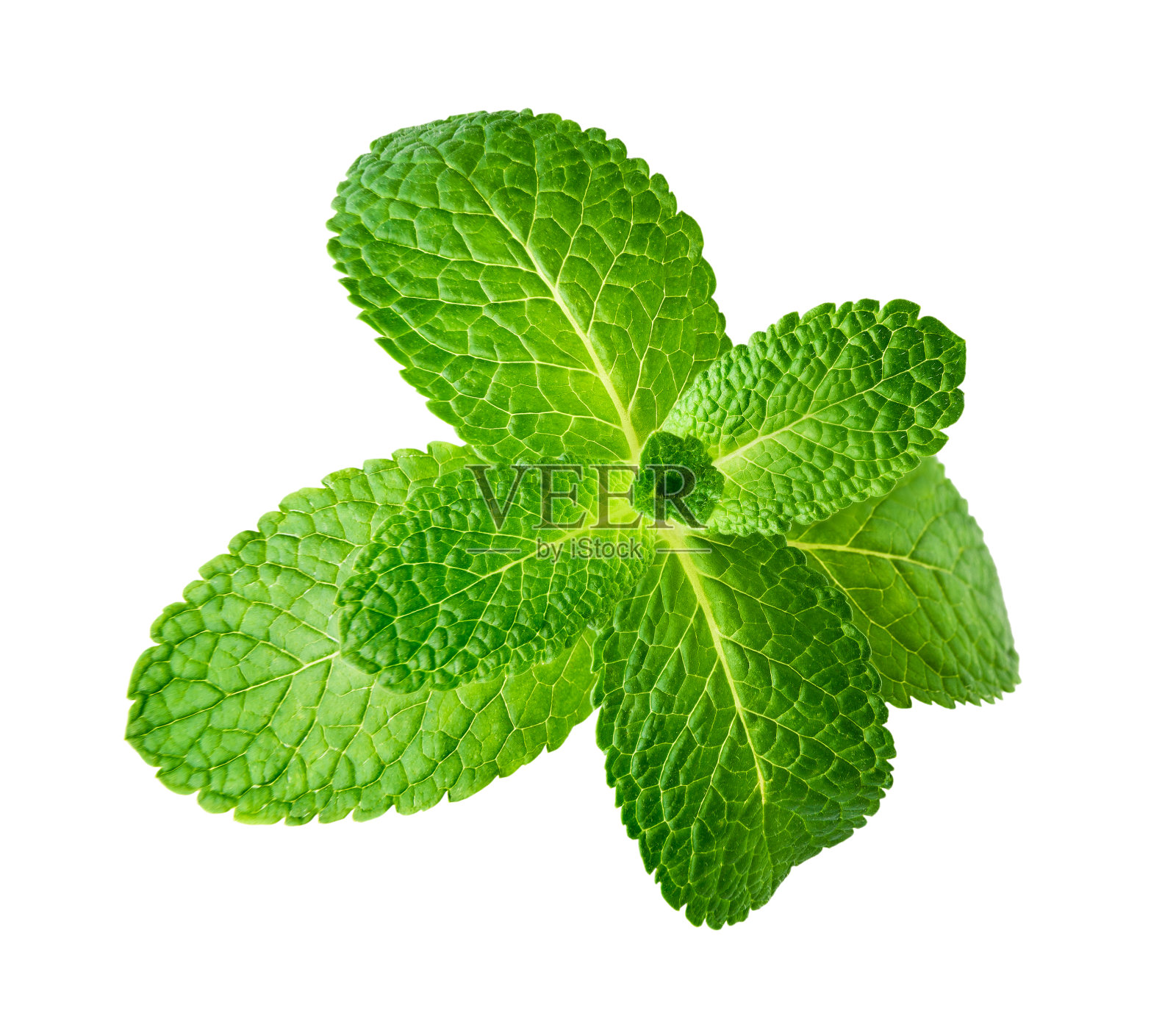 薄荷叶孤立在白色背景照片摄影图片