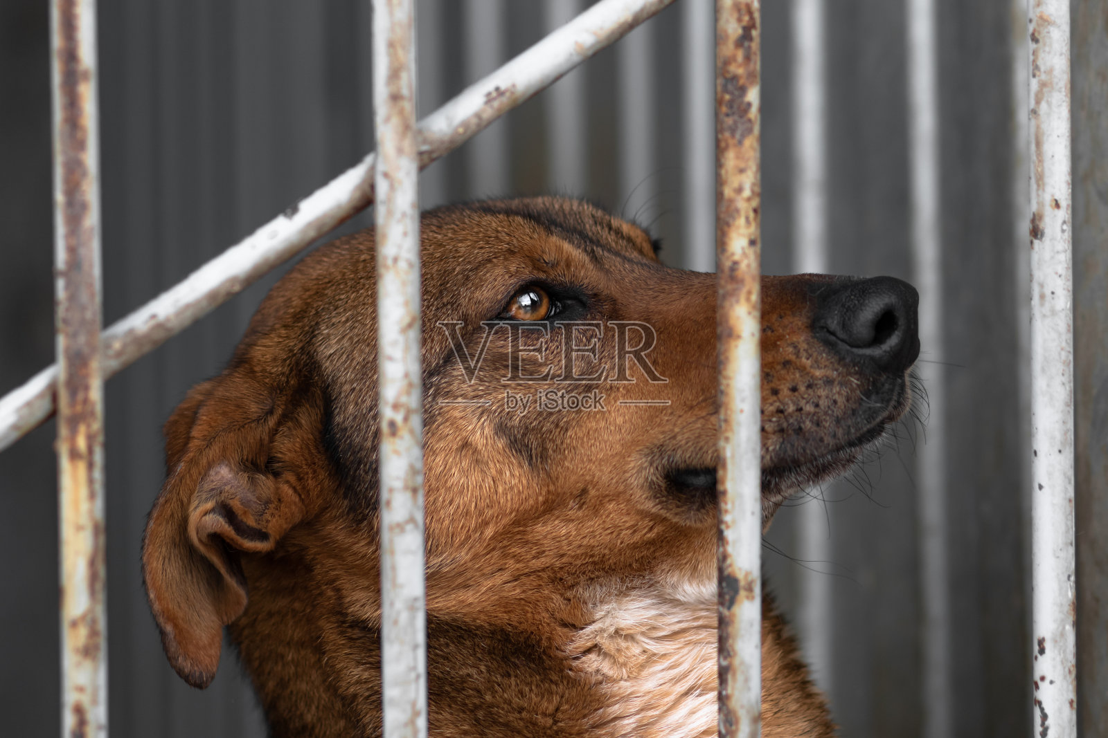 一只姜黄色的狗坐在鸟舍里向外张望。一只流浪的杂种狗在宠物收容所。笼子里的动物。橙色的眼睛。的景象。照片摄影图片