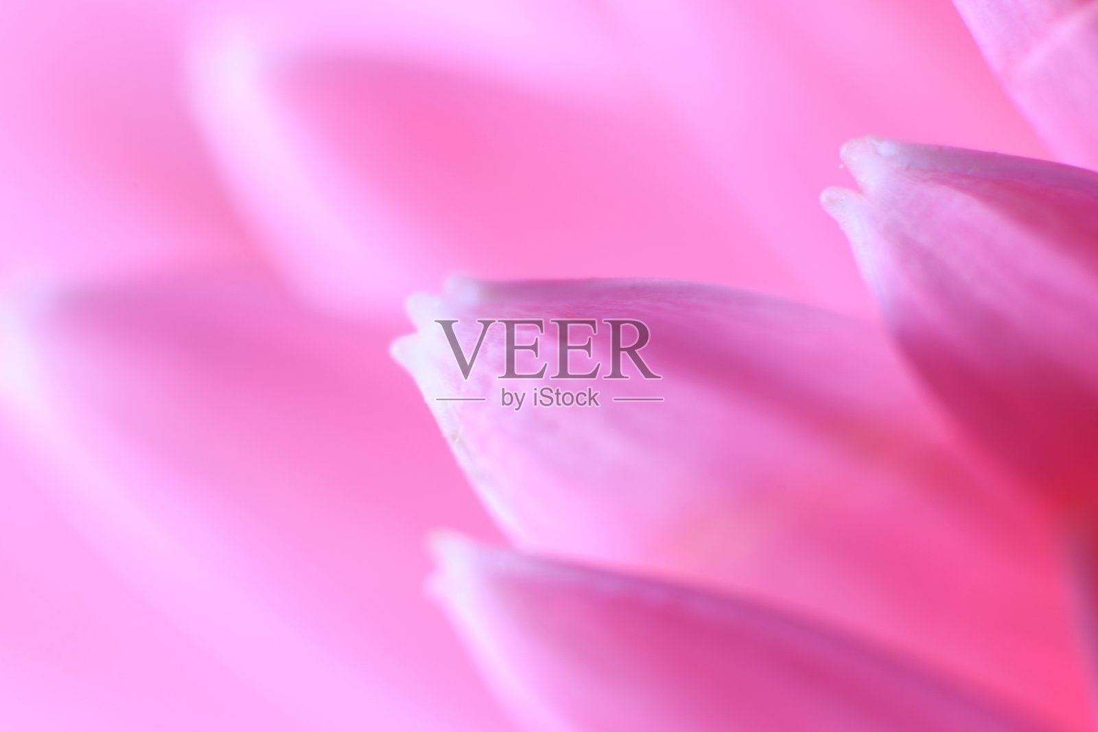 非洲菊内花瓣，微距照片。来表达纯粹的感情照片摄影图片