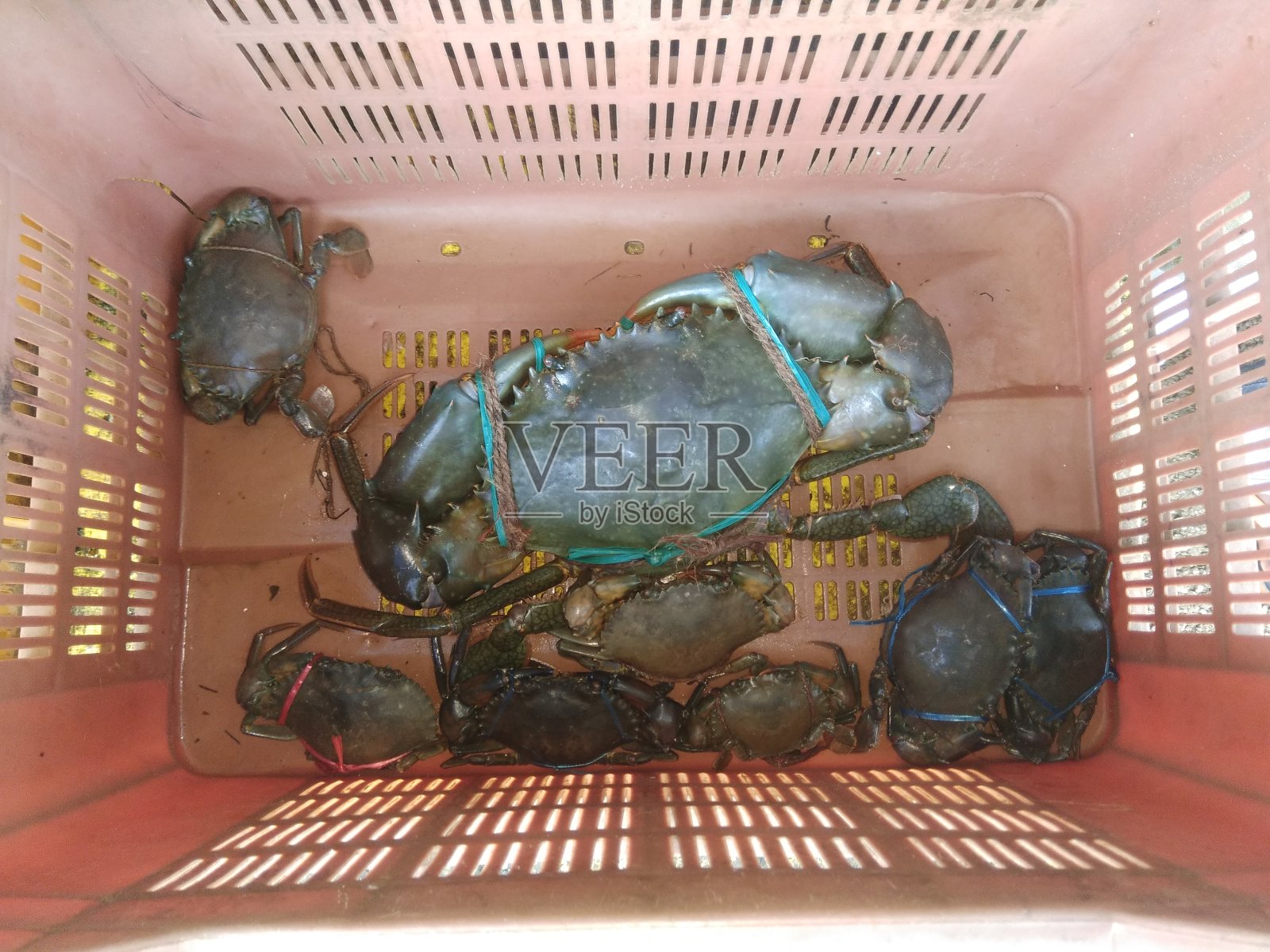 在印度鱼市出售的泥蟹照片摄影图片