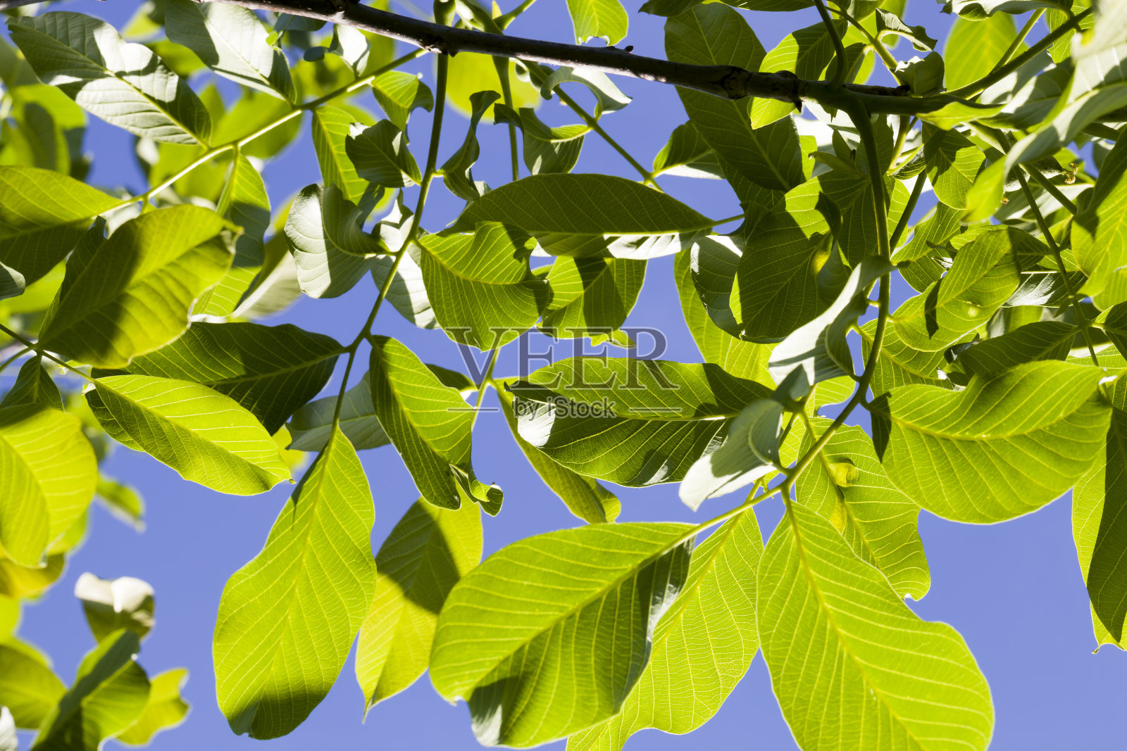 美丽的核桃树叶照片摄影图片