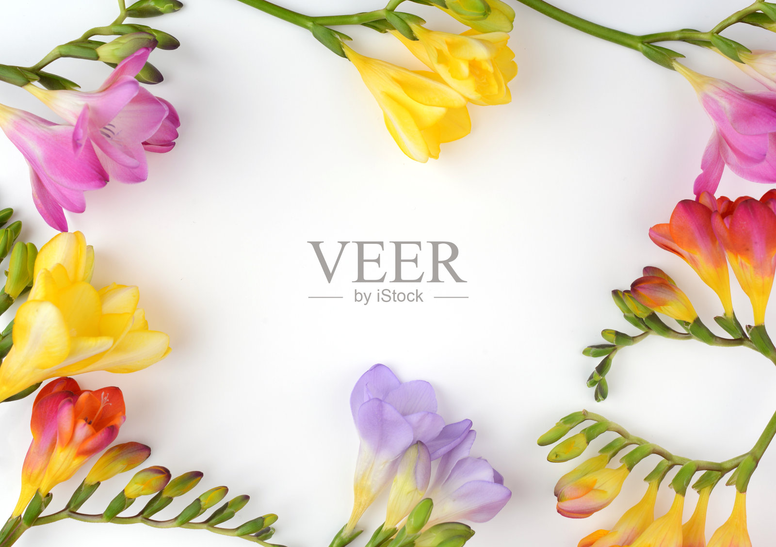 花框架由小苍兰在白色的背景。平躺，俯视图。副本的空间。照片摄影图片