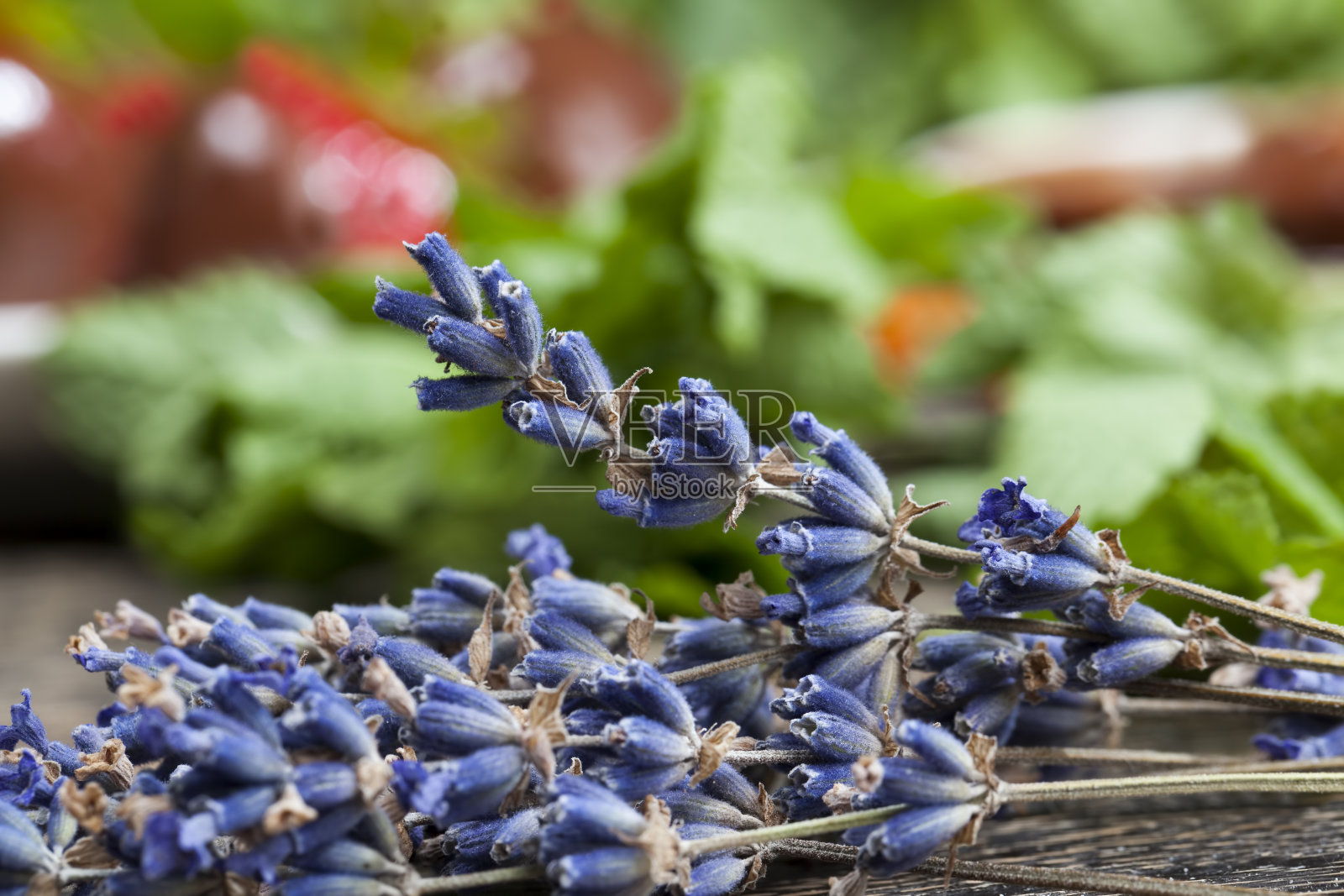 美丽的紫色薰衣草照片摄影图片