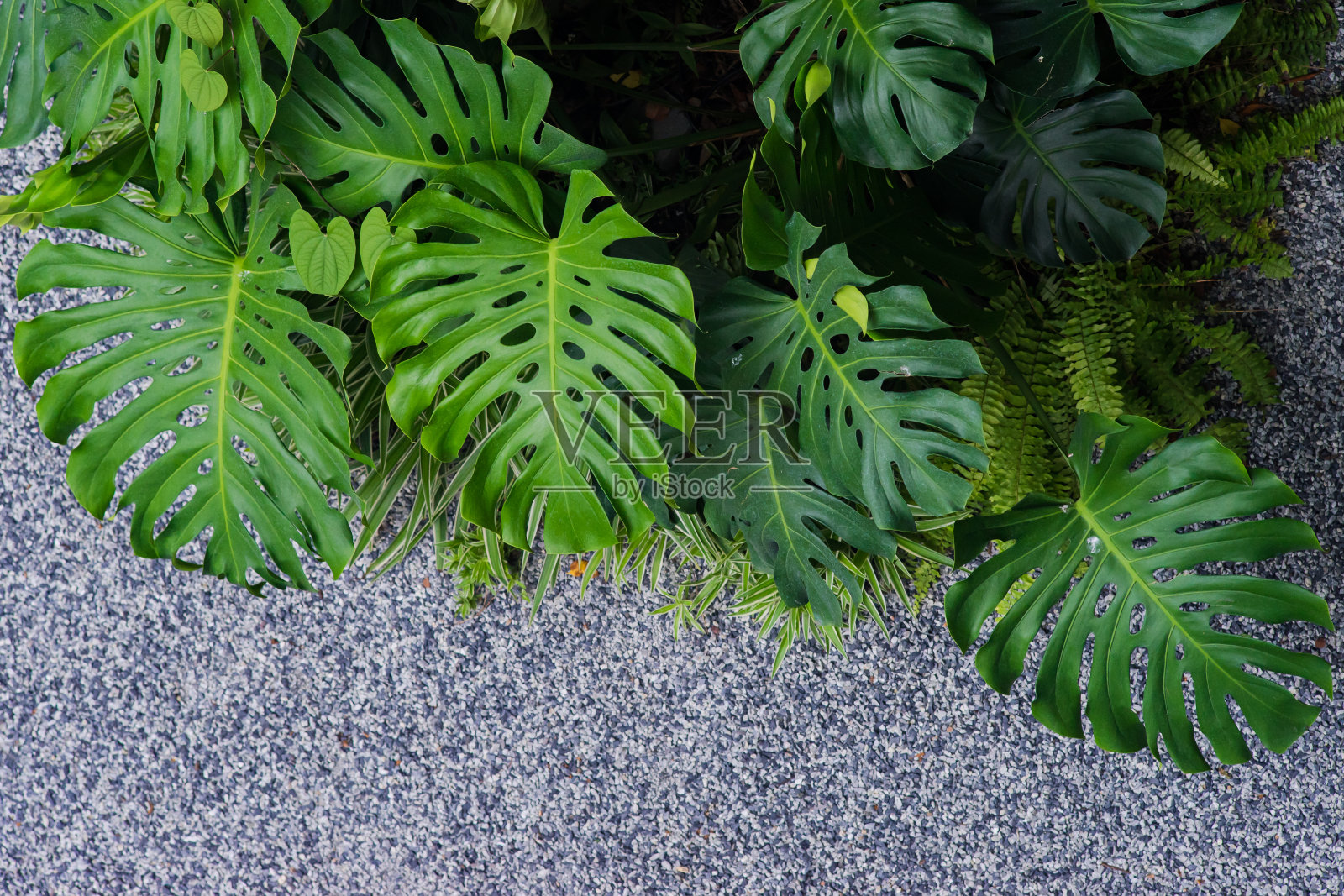 以绿色植物为园林自然背景照片摄影图片