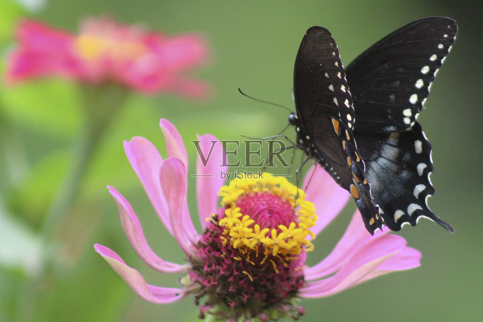 黑蝴蝶照片摄影图片