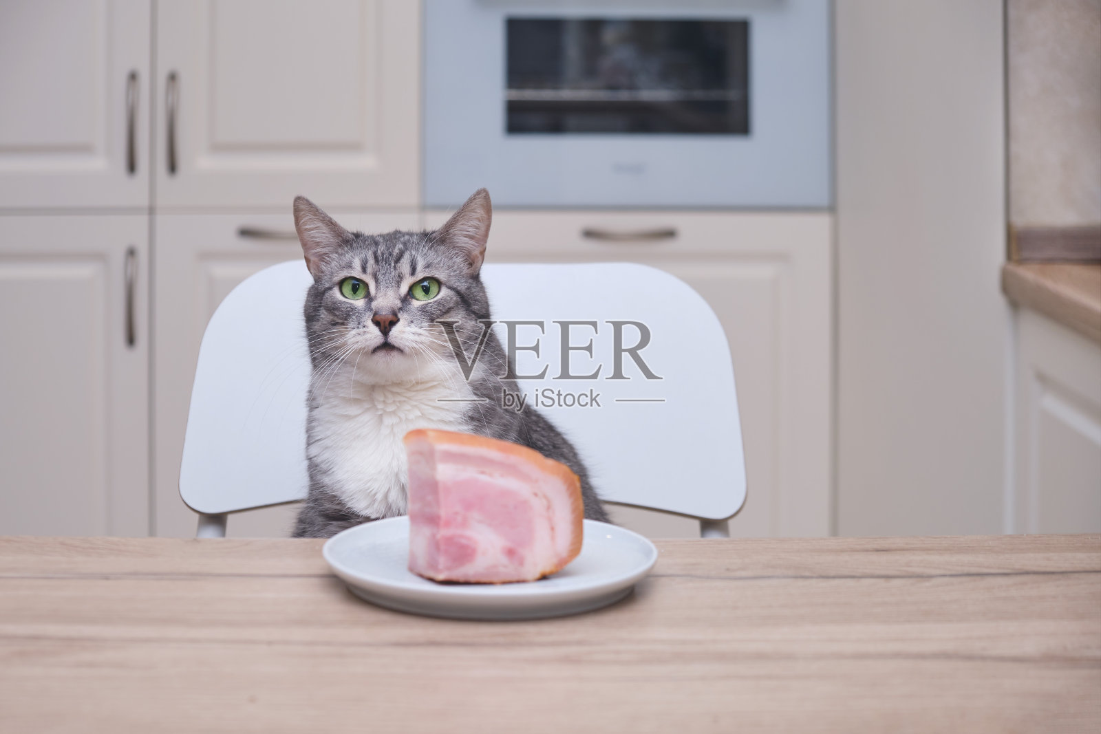 猫坐在餐桌旁的椅子上，看着一块肉照片摄影图片