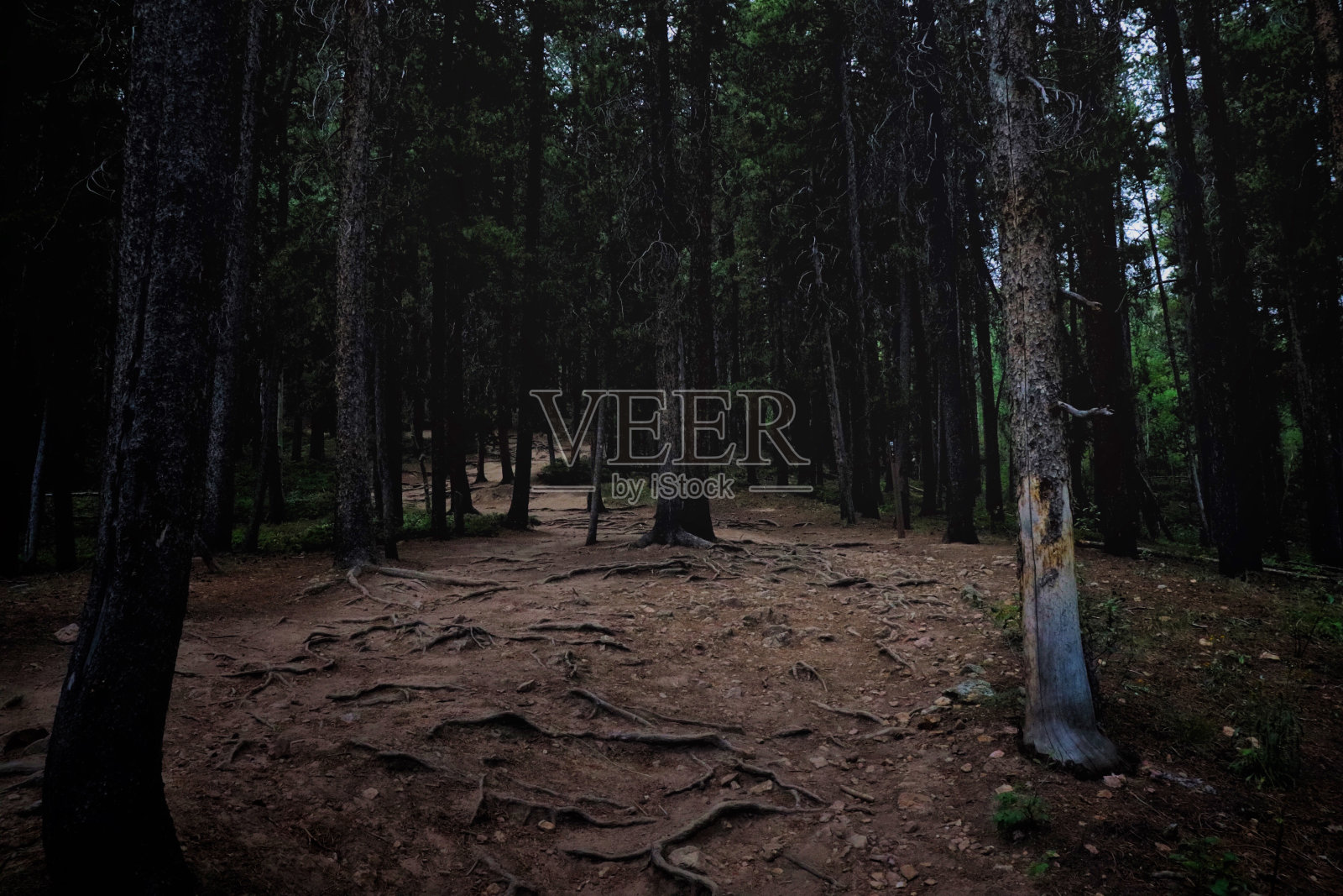 黑暗的小道照片摄影图片