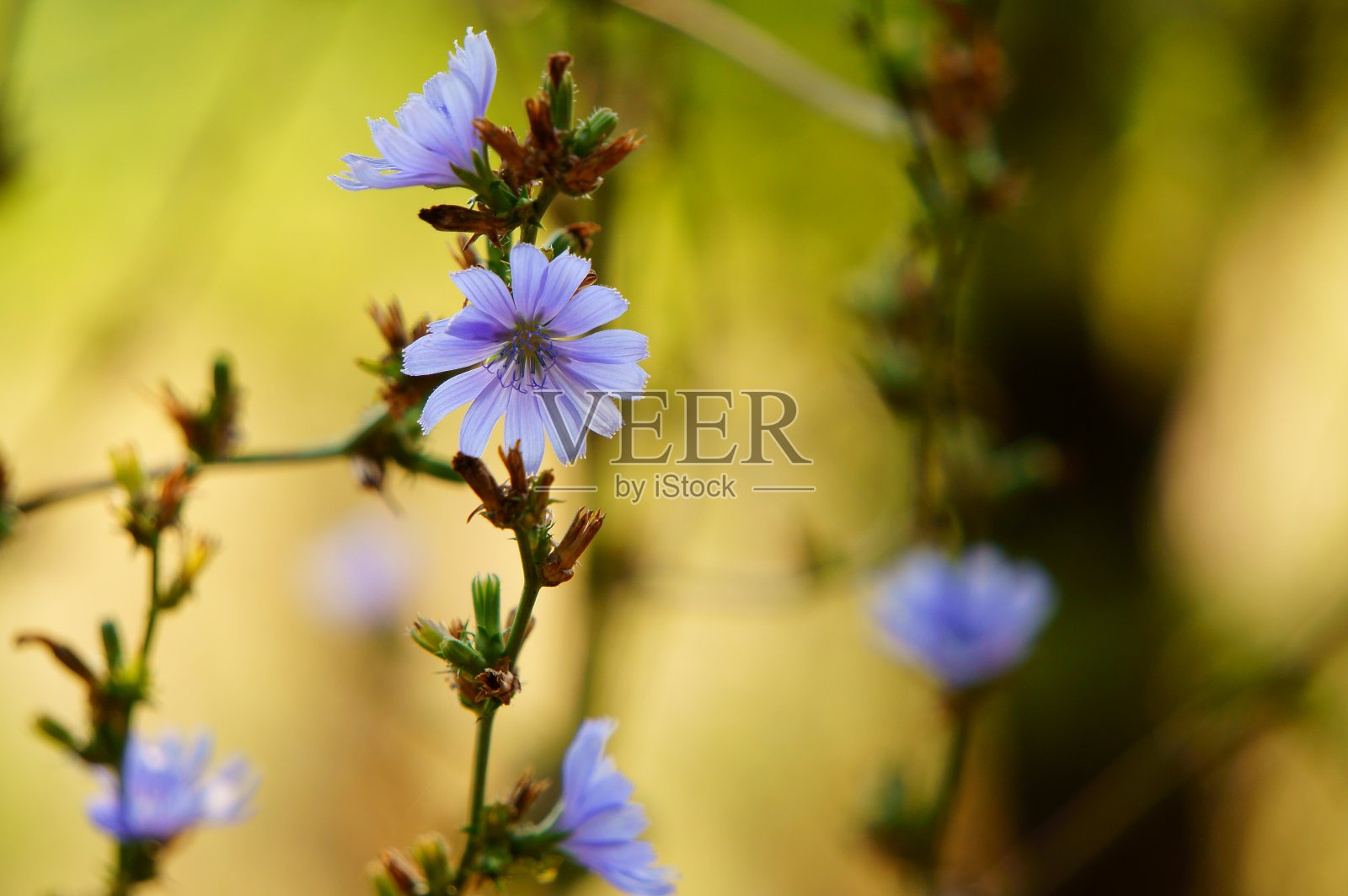 田野里盛开的菊苣。照片摄影图片