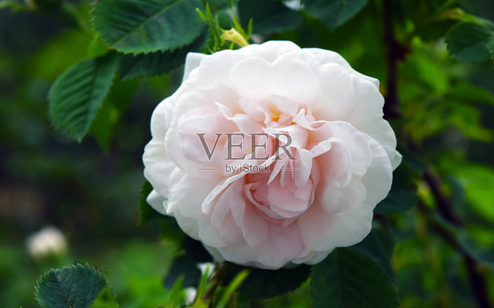 花园里有枝有叶的玫瑰花。大自然。模糊的背景，柔焦。照片摄影图片