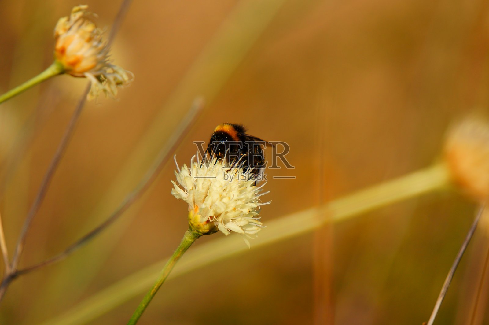 大黄蜂从野花上采集花粉。照片摄影图片