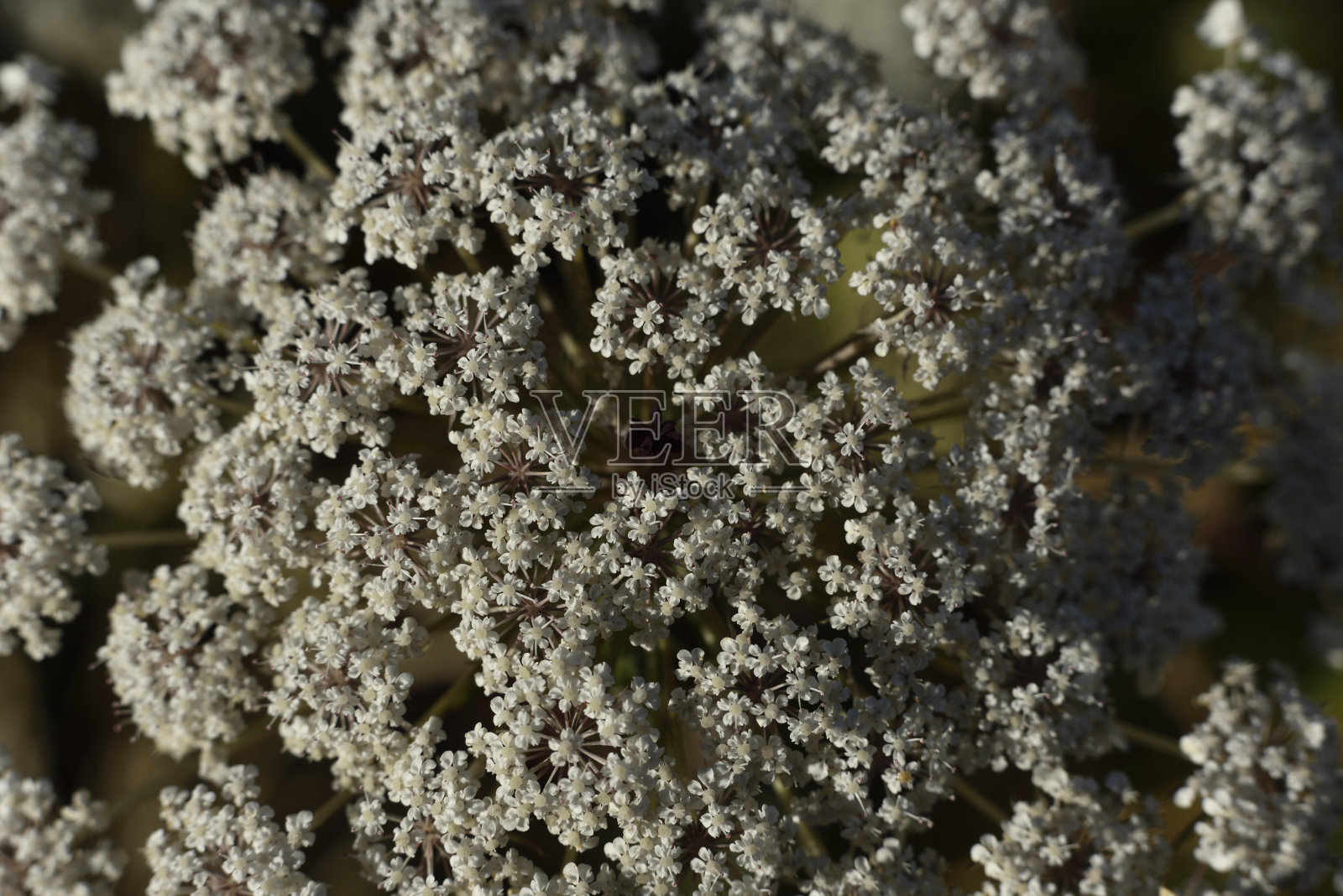 小白花西劳西劳照片摄影图片