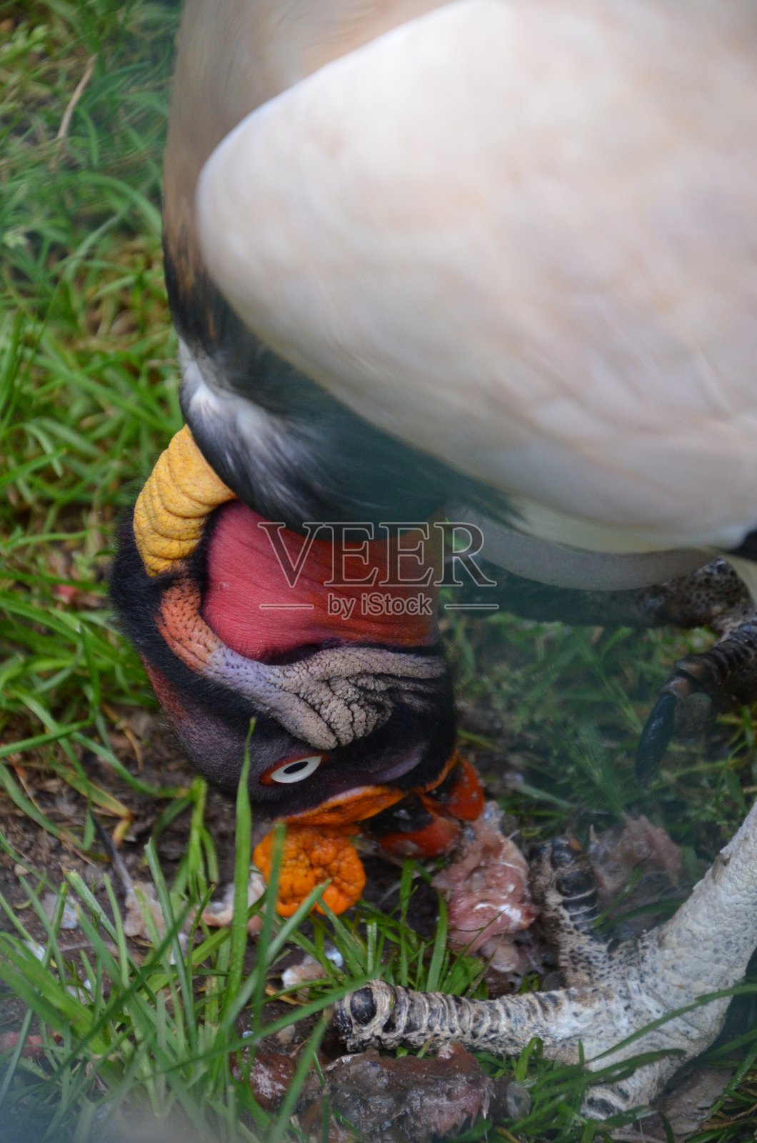 法兰克福动物园的秃鹫国王，野猪爸爸照片摄影图片