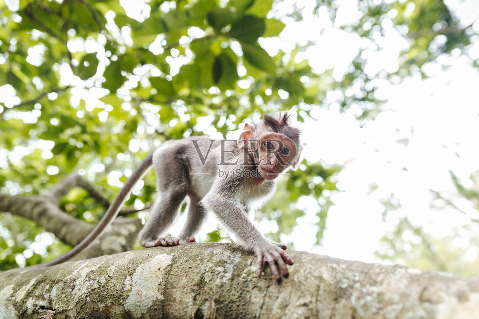 印度尼西亚巴厘岛，小猴子从树上爬下来照片摄影图片