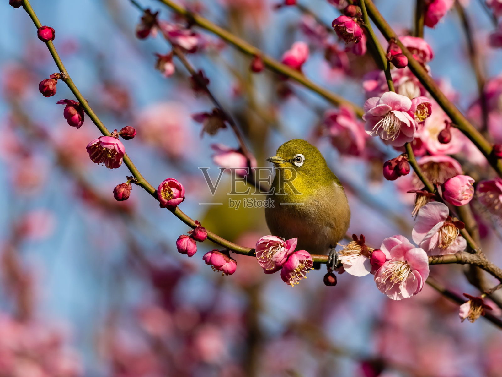 日本白眼梅树照片摄影图片
