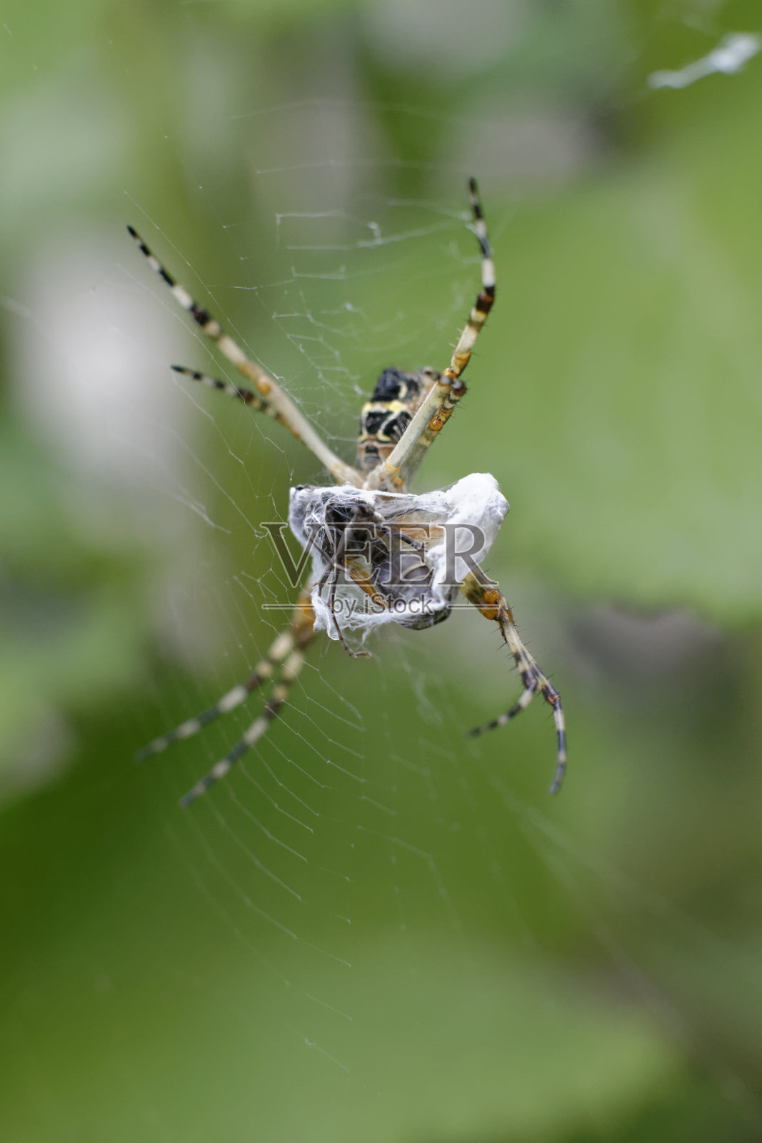 蜘蛛网里的黄蜂照片摄影图片